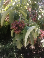 Sambucus ebulus