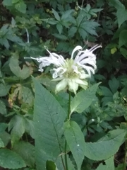 Monarda clinopodia