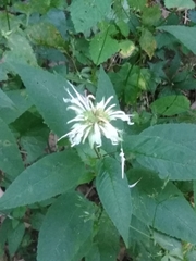 Monarda clinopodia