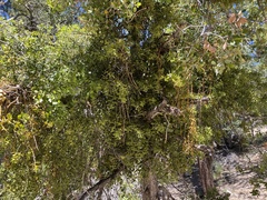 Phoradendron leucarpum tomentosum
