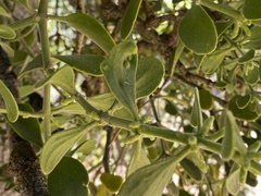 Phoradendron leucarpum tomentosum