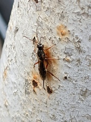 Xorides praecatorius