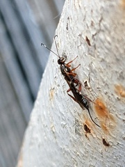 Xorides praecatorius