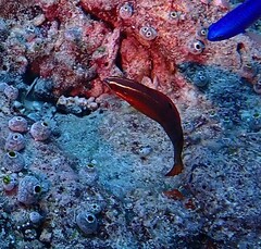 Halichoeres biocellatus