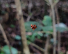 Macracantha