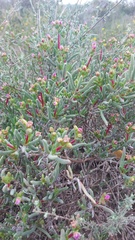 Ruschia klipbergensis