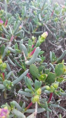 Ruschia klipbergensis