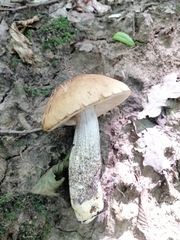 Leccinellum pseudoscabrum