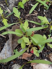 Bidens pilosa