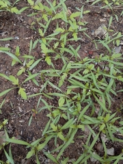 Bidens pilosa
