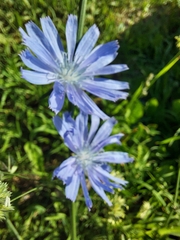 Cichorium intybus