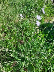 Cichorium intybus