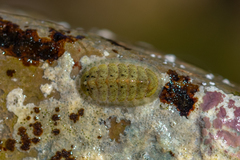 Lepidochitona cinerea