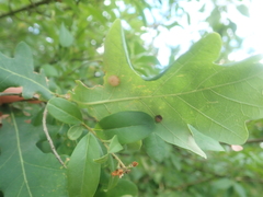 Cynips quercusfolii
