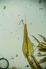 Racomitrium microcarpon