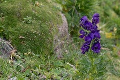 Aconitum tauricum