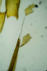 Racomitrium microcarpon