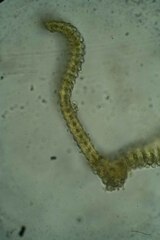 Racomitrium microcarpon