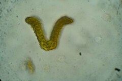 Racomitrium microcarpon