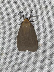 Pagara simplex