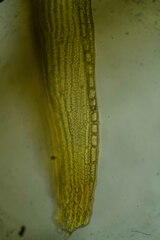 Racomitrium microcarpon