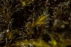 Racomitrium microcarpon