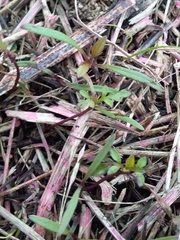 Bidens pilosa