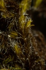 Racomitrium microcarpon