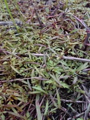 Bidens pilosa