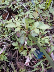 Bidens pilosa