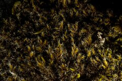 Racomitrium microcarpon