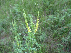 Melilotus suaveolens