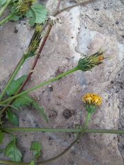 Bidens pilosa