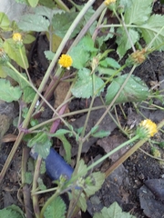 Bidens pilosa