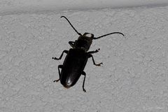 Nothopleurus lobigenis