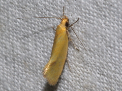 Telocharacta hemicroca