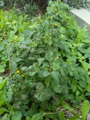 Bidens pilosa