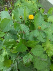 Bidens pilosa