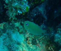 Pycnochromis amboinensis