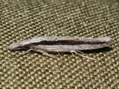 Trachydora centromela