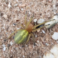 Cheiracanthium punctorium
