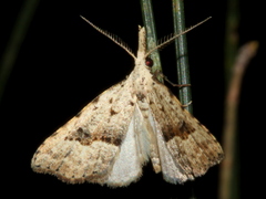 Trigonistis asthenopa