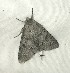 Acronicta americana