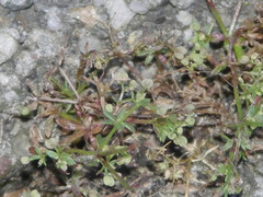Galium anglicum