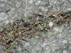 Galium anglicum