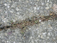 Galium anglicum