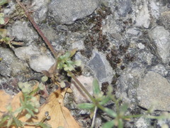 Galium anglicum