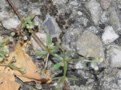 Galium anglicum