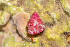 Jujubinus exasperatus