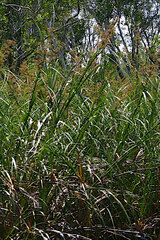 Cladium procerum